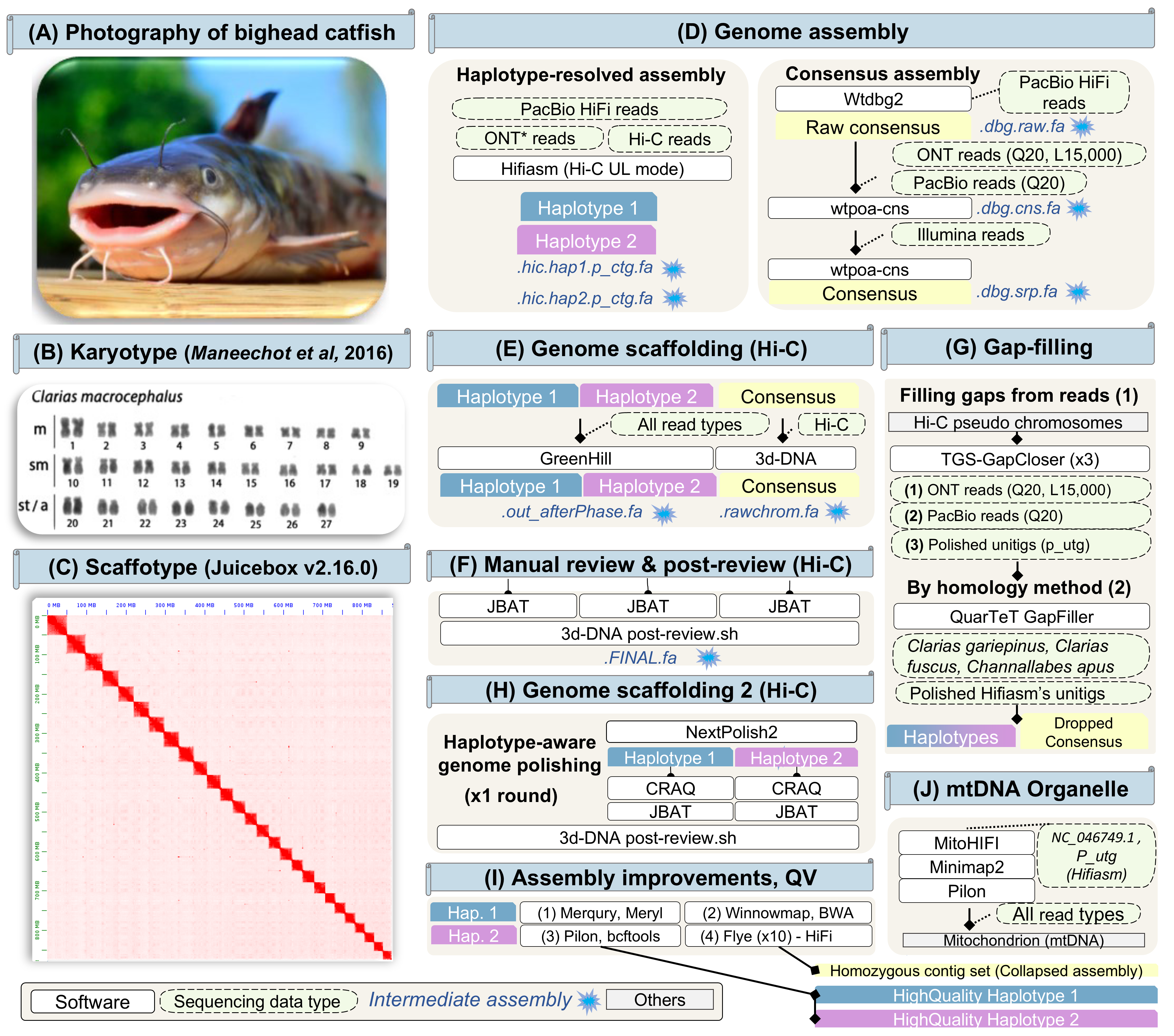 Catfish genome assembly workflows and validation
