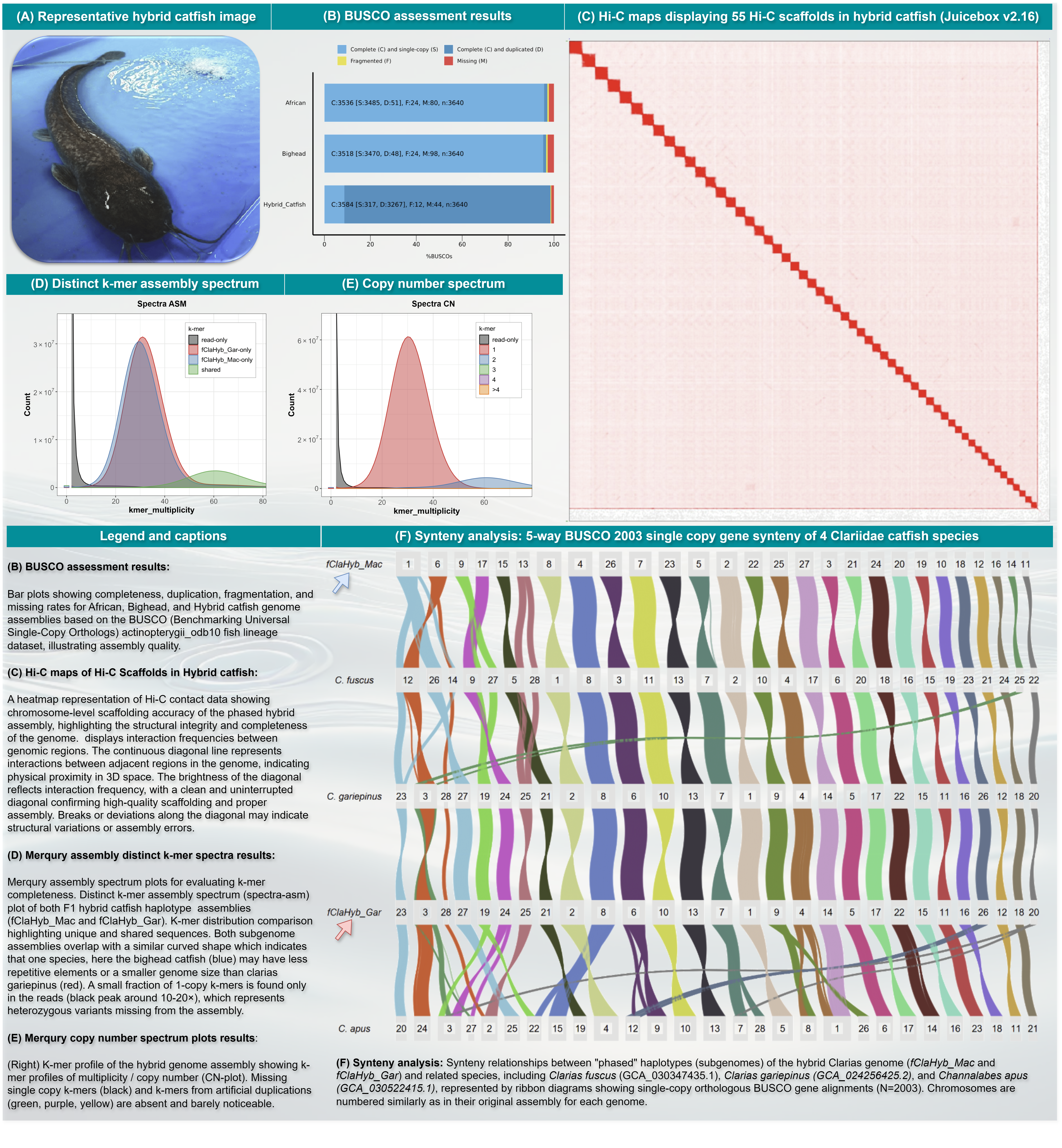 Catfish genome assembly workflows and validation