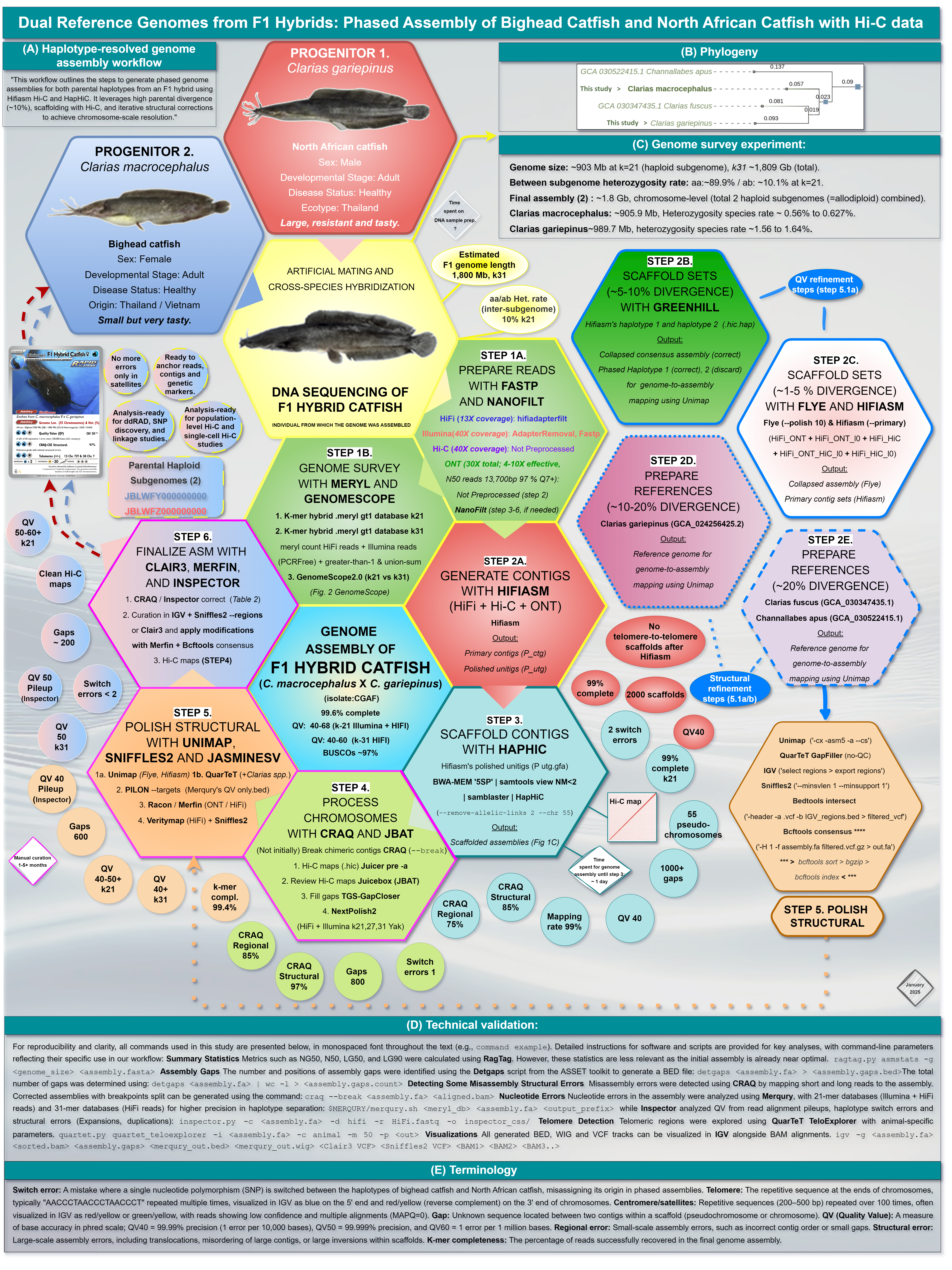 Catfish genome assembly workflows and validation