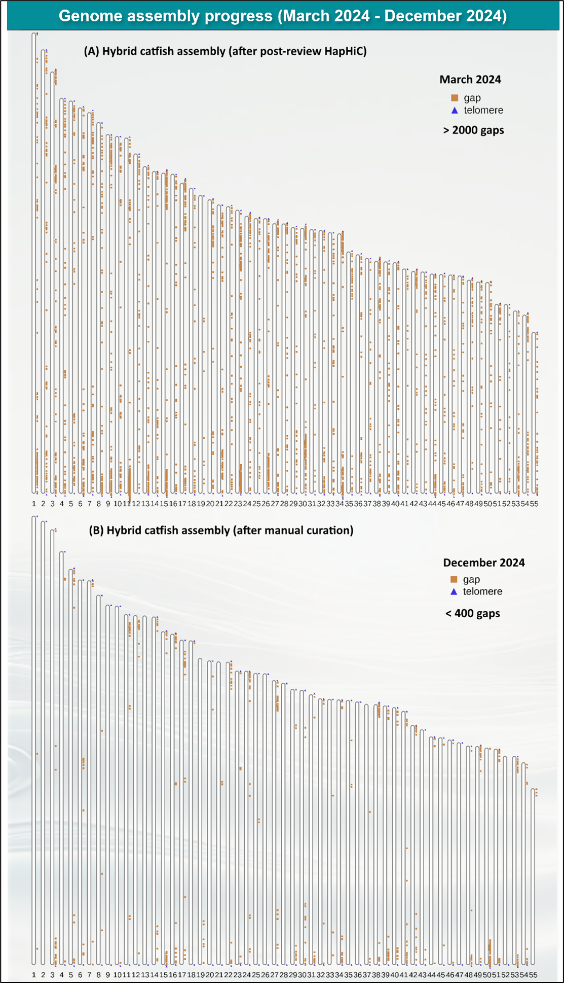 Genome assembly validation and curation progress