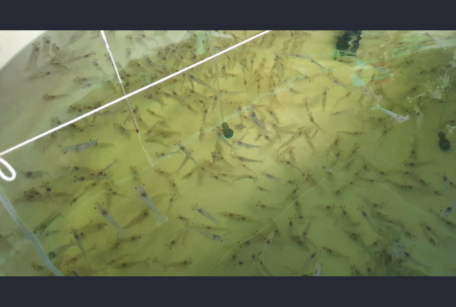 Molecular biology and field work