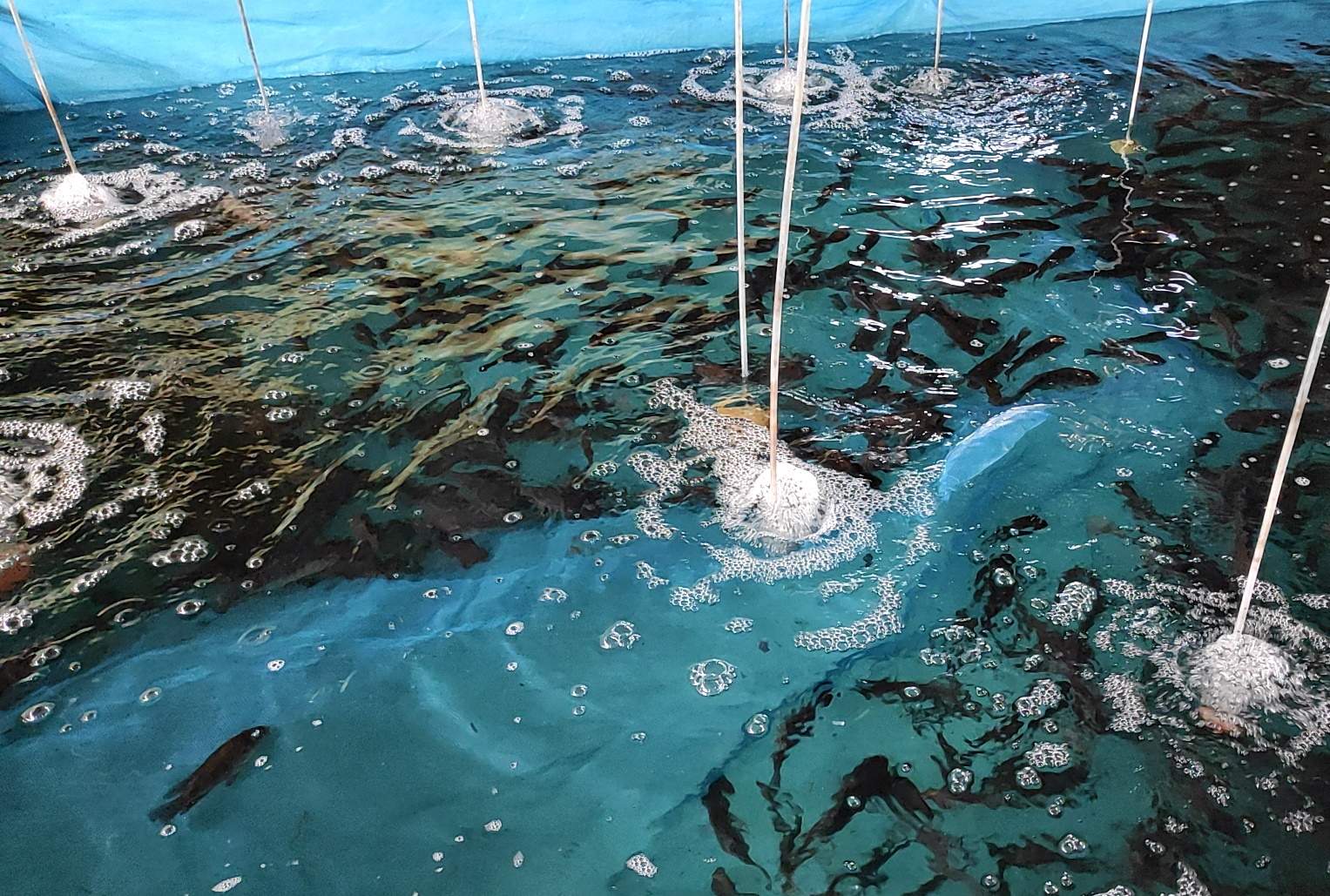 Aquaculture systems and production