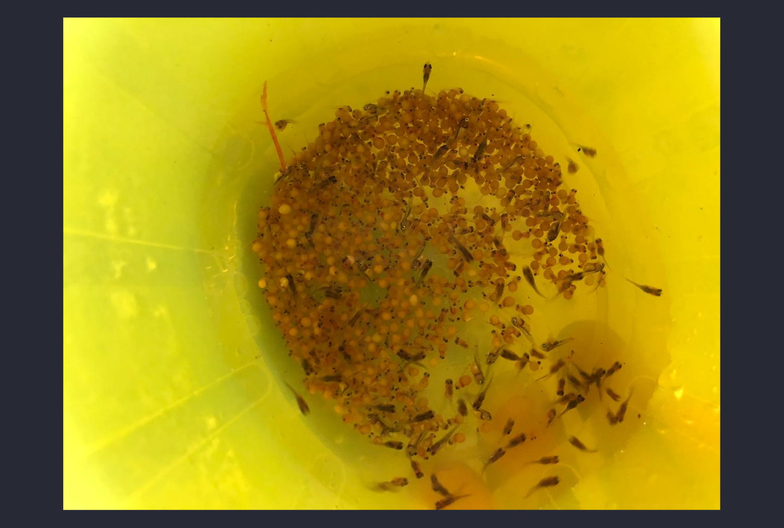 Aquaculture systems and production