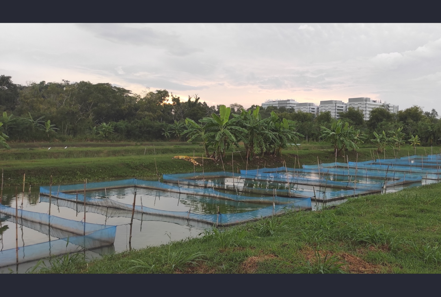 Aquaculture systems and production