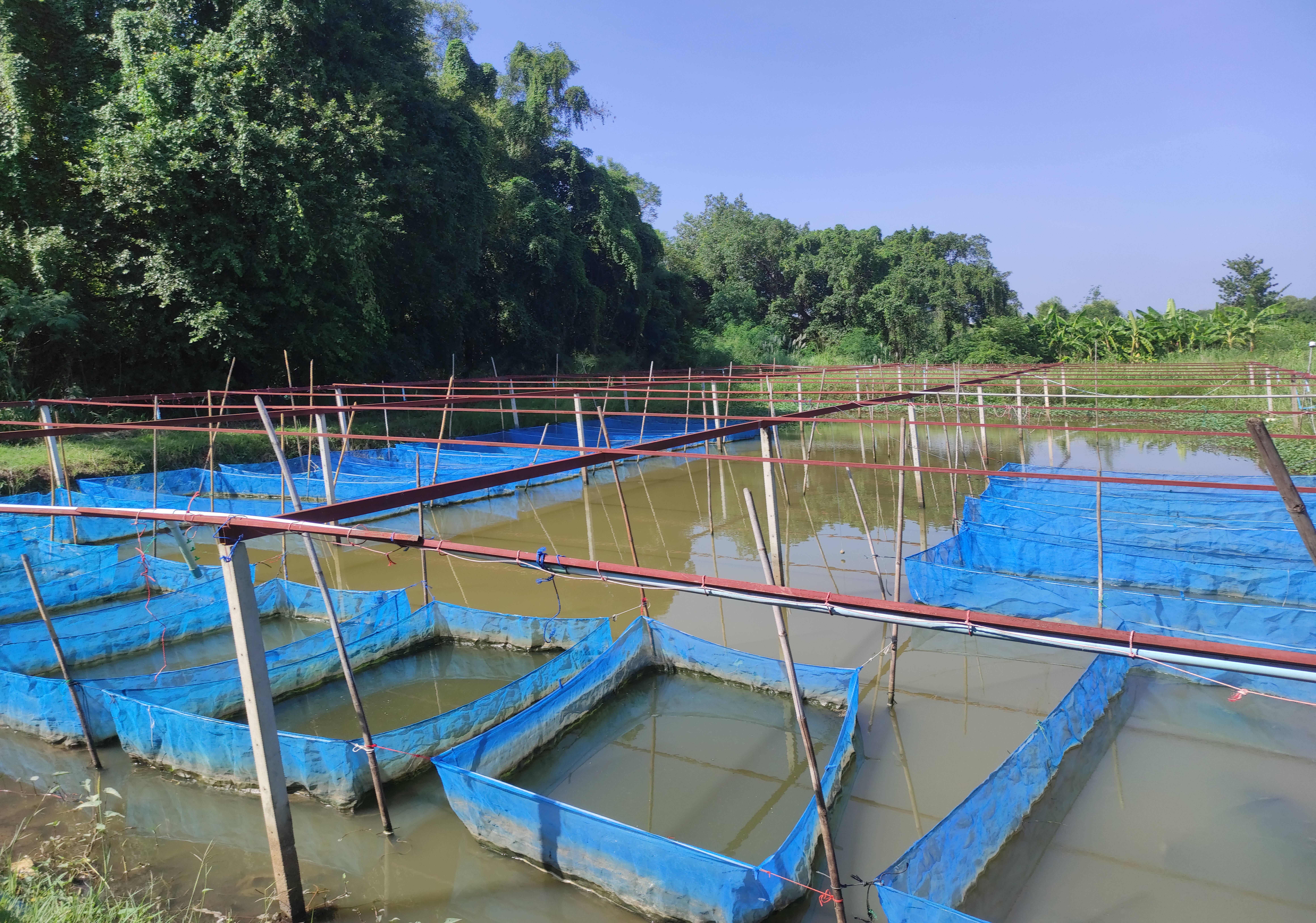 Aquaculture systems and production