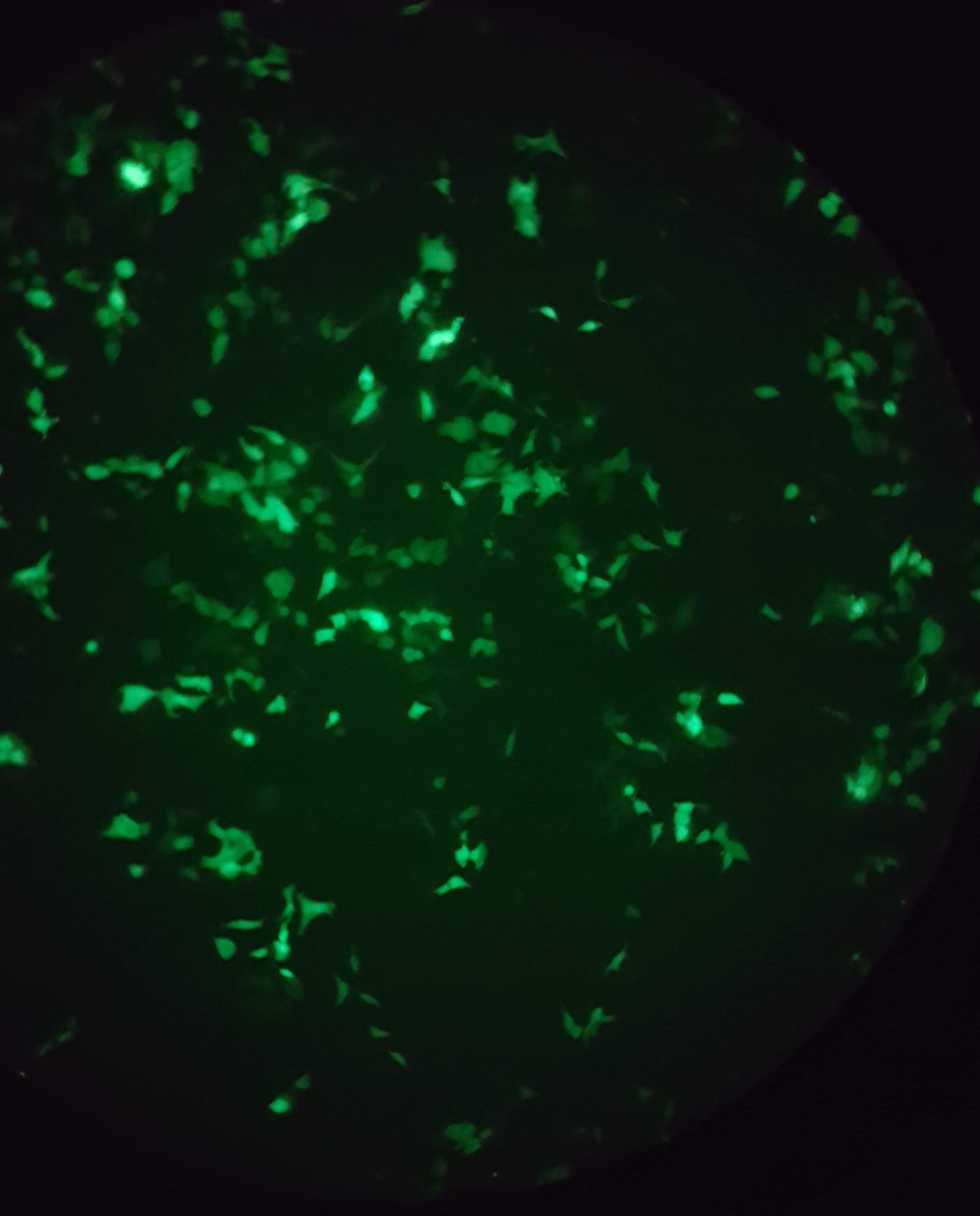 Molecular biology and field work