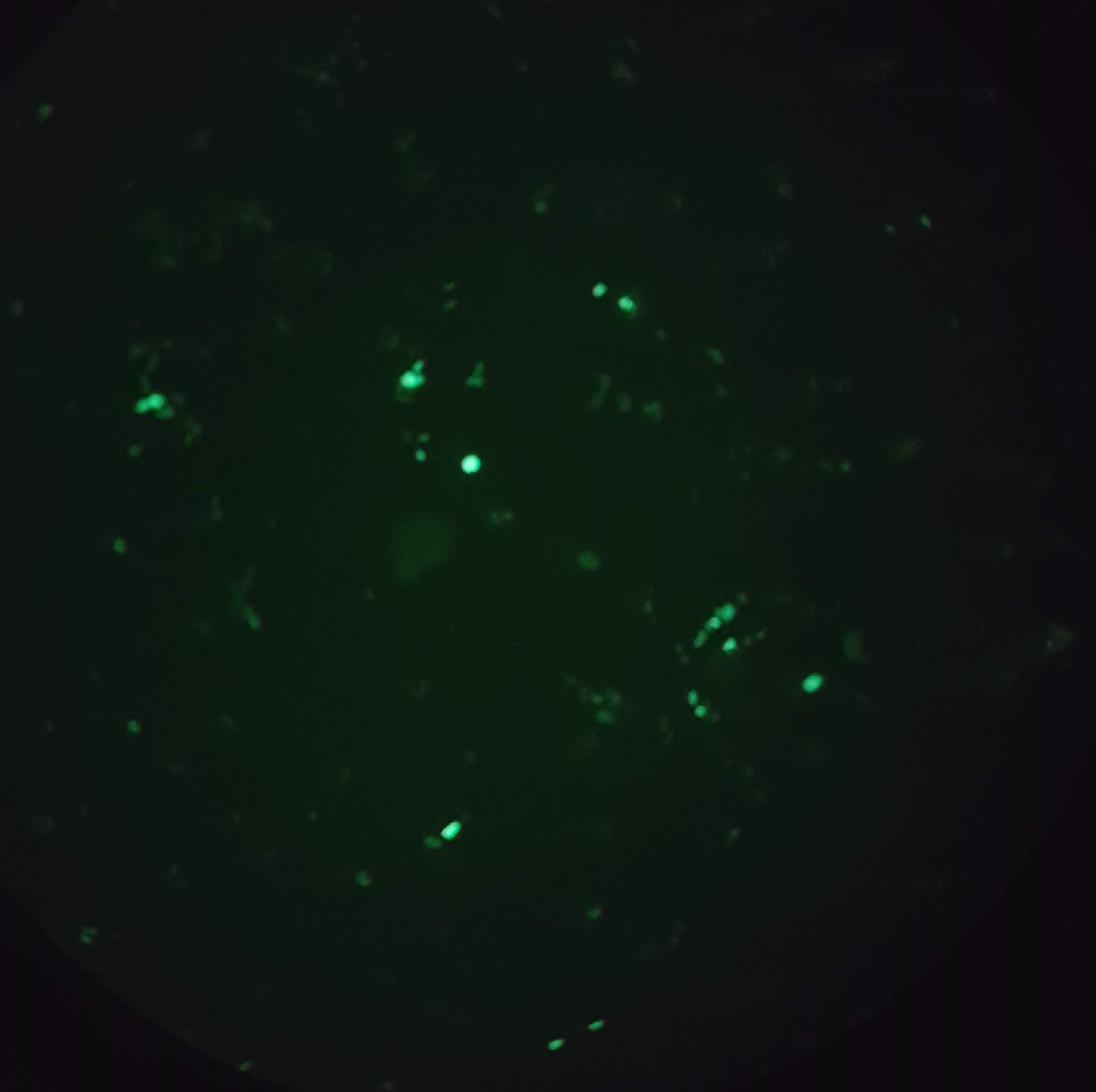 Molecular biology techniques