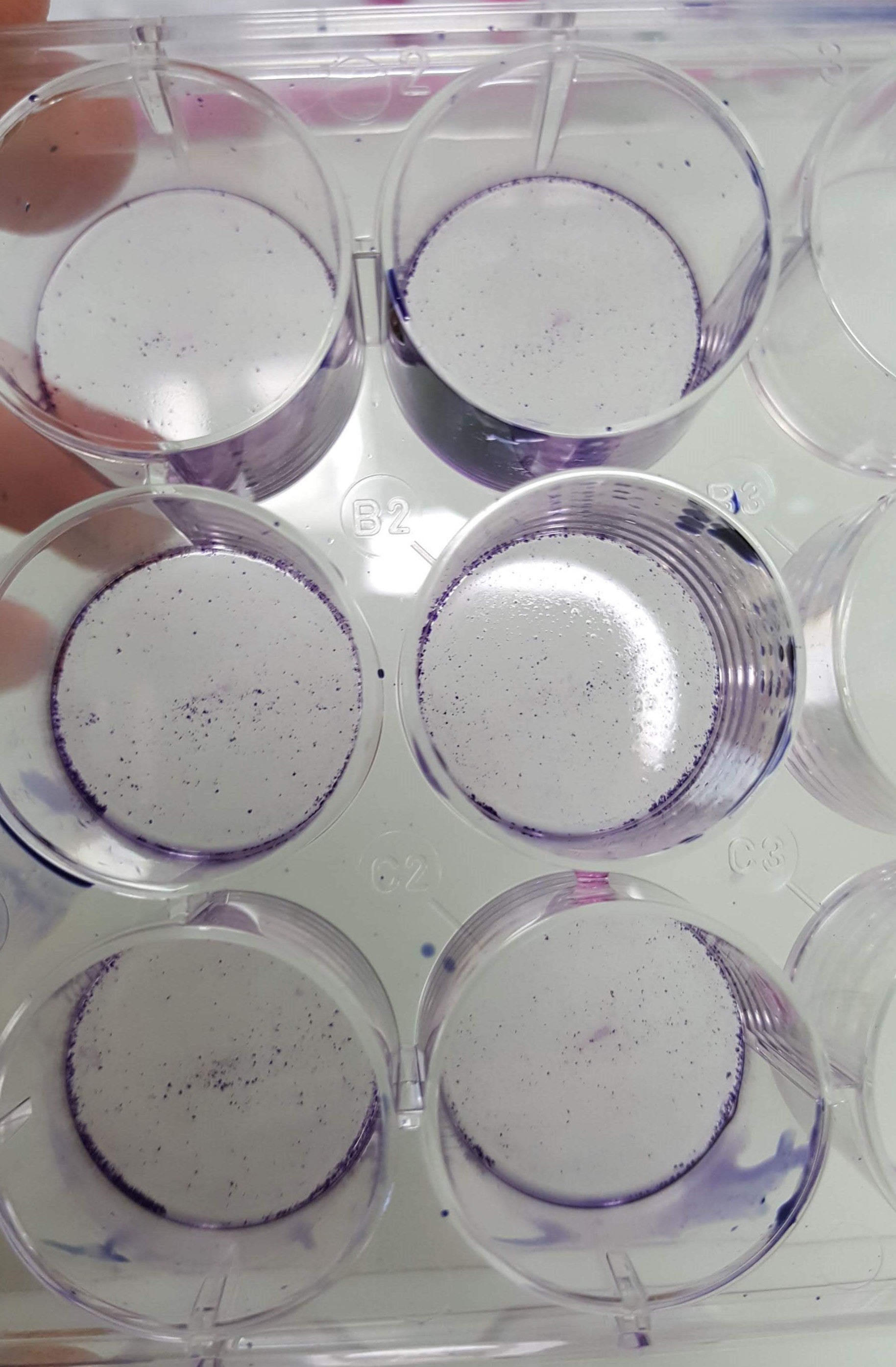 Molecular biology techniques